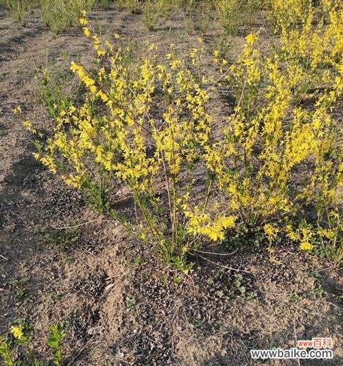 揭开冠幅的神秘面纱,探寻其中蕴含的文化内涵 深入解析冠幅的意义与作用