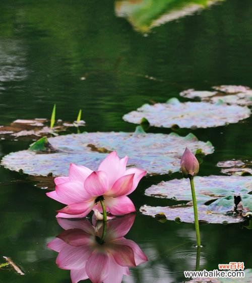 水中的明珠，寓意深远 荷花的象征意义与美学价值