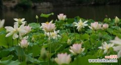 水中的明珠，寓意深远 荷花的象征意义与美学价值