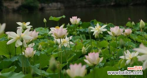 水中的明珠，寓意深远 荷花的象征意义与美学价值