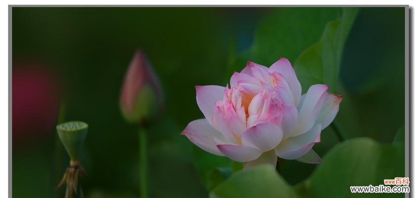 揭开荷花花语的神秘面纱,了解花朵背后的深意 荷花的花语及其象征意义