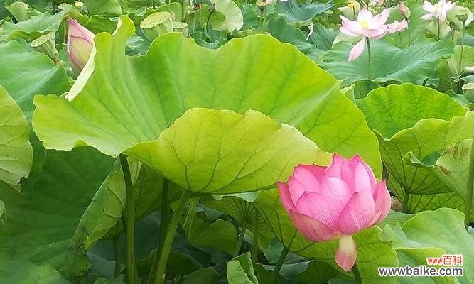 揭开荷花花语的神秘面纱,了解花朵背后的深意 荷花的花语及其象征意义