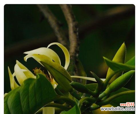 探寻含笑花背后的花语之谜 含笑花的花语与意义