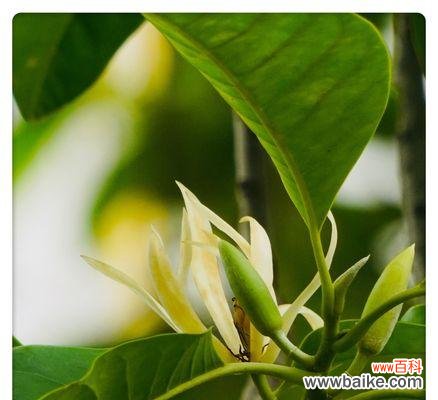 探寻含笑花背后的花语之谜 含笑花的花语与意义