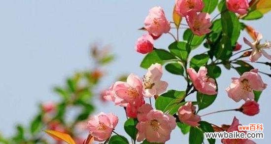 探索海棠花的花语及其象征意义 海棠花的花语之美