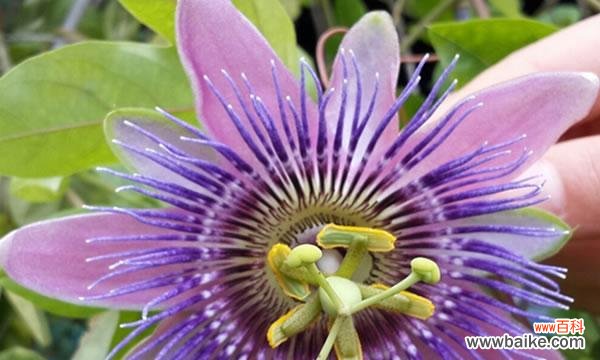 探寻合果芋的花语之谜，解读生命的意义 合果芋的花语之美——诠释爱与美丽的象征