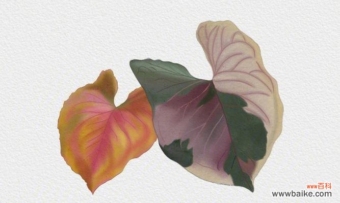 探寻合果芋的花语之谜，解读生命的意义 合果芋的花语之美——诠释爱与美丽的象征