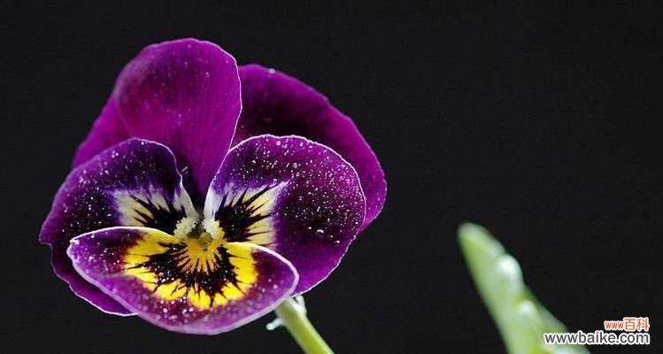 探寻合果芋的花语之谜，解读生命的意义 合果芋的花语之美——诠释爱与美丽的象征