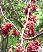 探寻禾雀花的花语之美——了解禾雀花的意义与象征 禾雀花的花语及意义解读