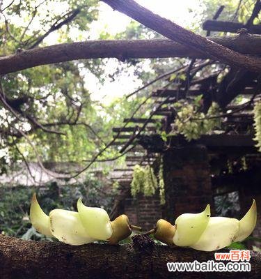 探寻禾雀花的花语之美——了解禾雀花的意义与象征 禾雀花的花语及意义解读