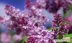 丁香花开 丁香花语——花开寄托情思