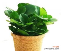 揭秘豆瓣绿的秘密 解读豆瓣绿的风水寓意