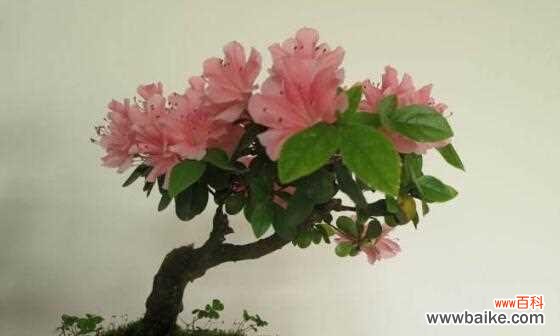 探索杜鹃花的吉祥象征与种植要点 杜鹃花的风水寓意与注意事项