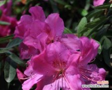 揭开杜鹃花神秘的花语及其象征的意义 杜鹃花的花语和寓意