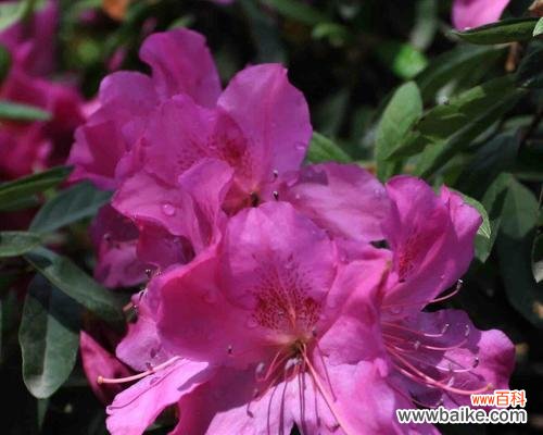 揭开杜鹃花神秘的花语及其象征的意义 杜鹃花的花语和寓意