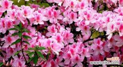 探寻杜鹃花的神秘语言 杜鹃花的花语与含义