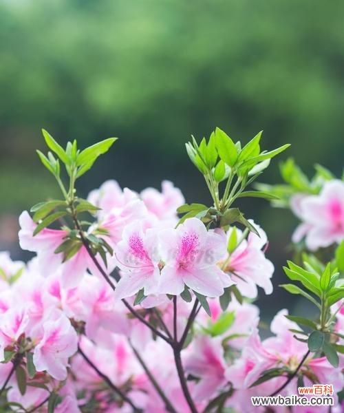 唯美绽放的杜鹃花——追寻自由与爱的向往 杜鹃花的特点与象征意义