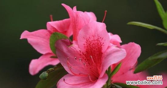 探寻杜鹃花的文化符号和情感寓意 杜鹃花的象征意义——春天的鸟儿