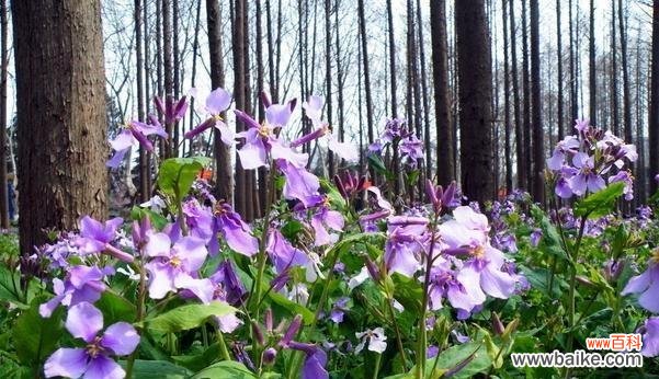 二月兰的花语和传说 二月兰的花语——恋爱之美