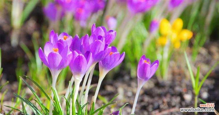番红花花语详解及其传承 番红花花语解读