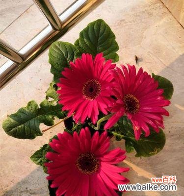 探寻非洲菊的花语 非洲菊花语及其寓意