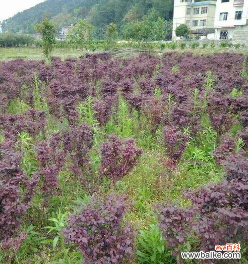 探索植物生长中的关键性指标 分枝点高度是什么意思