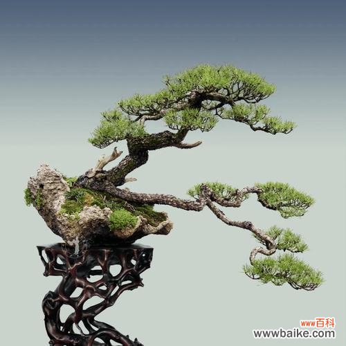 憨厚的花语通常表达什么情感？