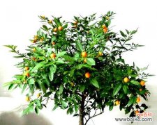 憨厚的花语通常表达什么情感？