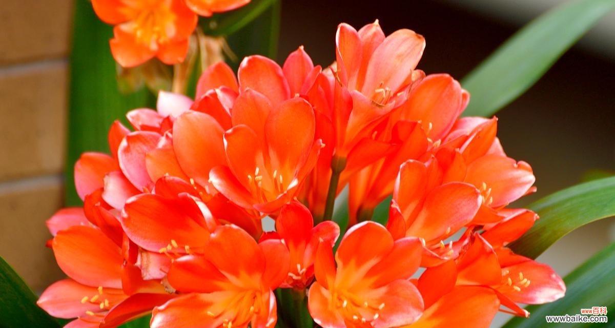 山河浪漫的花语是什么花？它象征着什么样的意义？