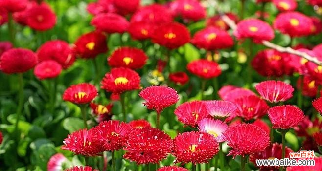 红色小雏菊花语是什么？红色小雏菊寓意有何特别之处？