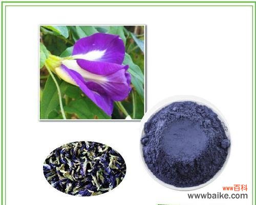 兰豆花的花语是什么？兰豆花代表了什么？