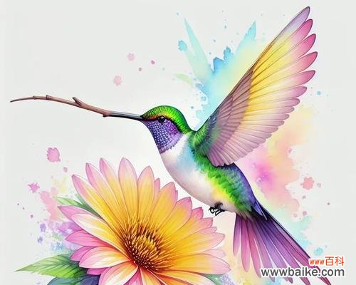 彩虹吊鸟的花语和寓意有何特别之处？