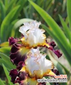 彩虹吊鸟的花语和寓意有何特别之处？