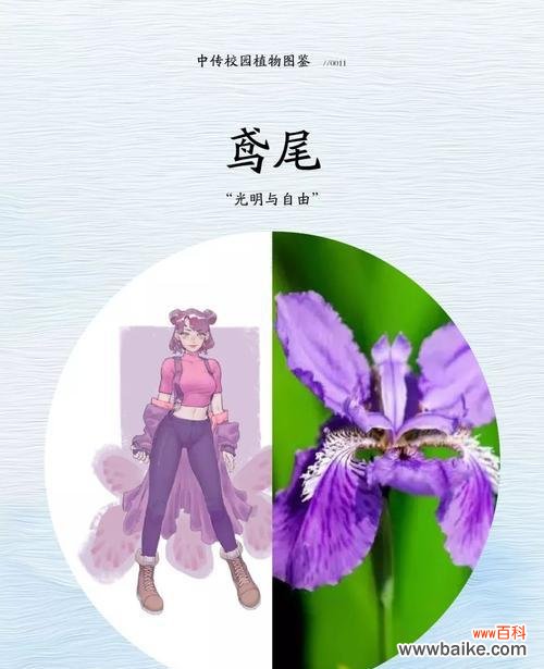 彩虹吊鸟的花语和寓意有何特别之处？