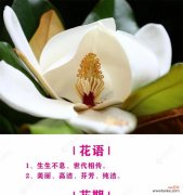 玉兰花花语含义是什么呢？玉兰花的寓意有哪些？