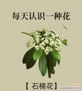 白石楠花的象征意义是什么？