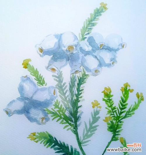 白石楠花的象征意义是什么？