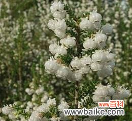 白石楠花的象征意义是什么？