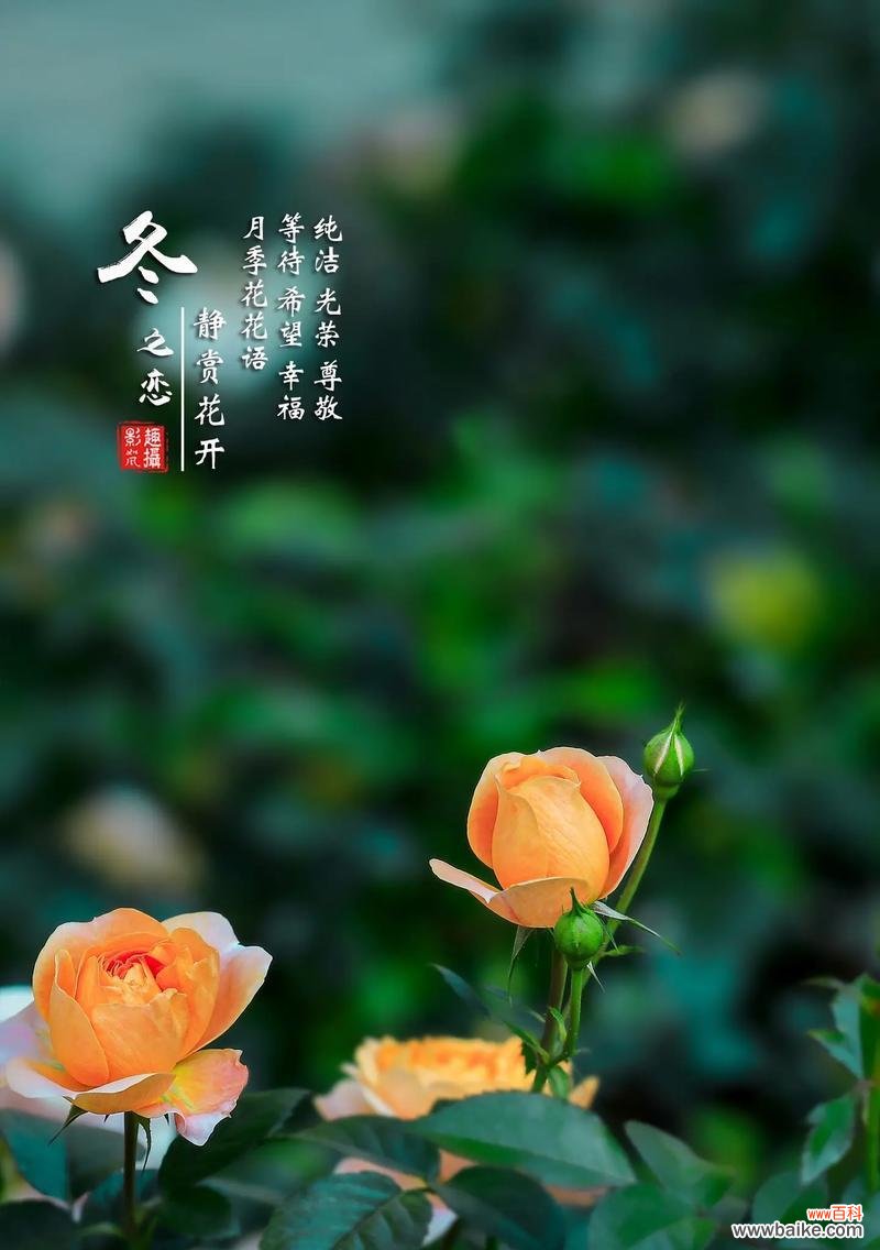 月季花的花语有哪些含义？