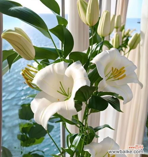 八月4日的花语是什么？它代表了什么意义？