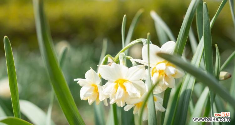 八月4日的花语是什么？它代表了什么意义？