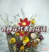 茉莉白茶的寓意和花语是什么？它代表了怎样的情感？