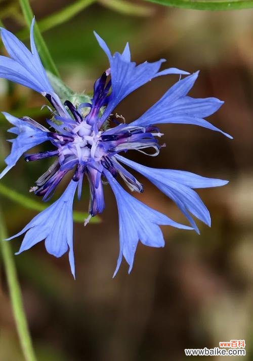 矢车菊的花语是什么?它象征着哪些美好?
