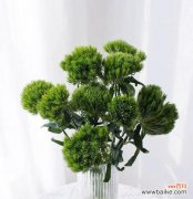 绿毛球的花语寓意是什么？绿毛球代表什么？