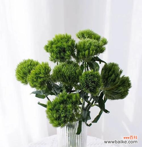 绿毛球的花语寓意是什么?绿毛球代表什么?