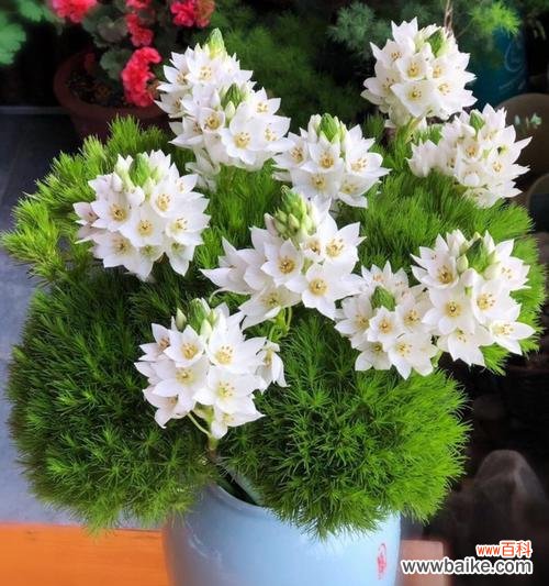 绿毛球的花语寓意是什么?绿毛球代表什么?