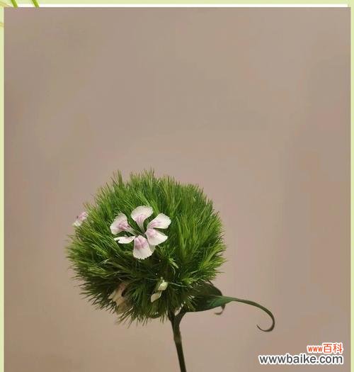 绿毛球的花语寓意是什么?绿毛球代表什么?