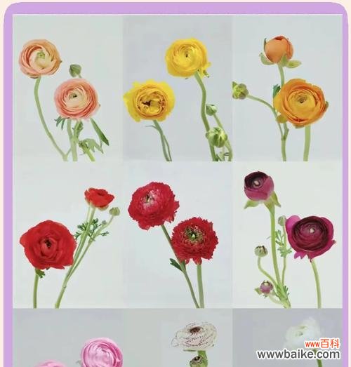 洋牡丹花的花语有何特别之处?