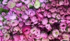 洋牡丹花的花语有何特别之处？