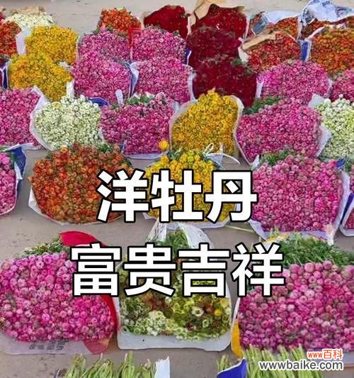 洋牡丹花的花语有何特别之处?